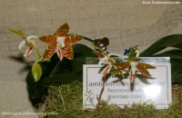 Phalaenopsis_amboinensis_var_yellow_2-1.jpg