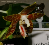 Phalaenopsis_amboinensis_var_yellow_2-2.jpg