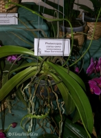 Phalaenopsis_cornu-cervi_1-1.jpg