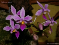 Phalaenopsis_equestris-2-1.jpg
