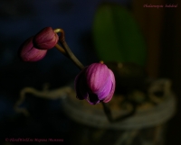 Phalaenopsis_hubrid_11_11-4.jpg