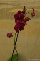 Phalaenopsis_hybr_2-4.jpg