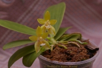 Phalaenopsis_hybrid_5_11-3.jpg