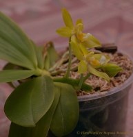 Phalaenopsis_hybrid_5_11-5.jpg