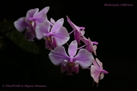Phalaenopsis_schilleriana_01_12-1.jpg