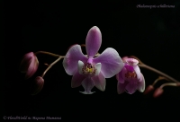 Phalaenopsis_schilleriana_12_11-4.jpg