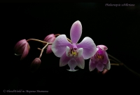 Phalaenopsis_schilleriana_12_11-5.jpg