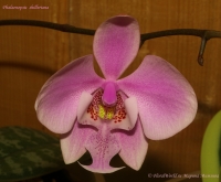 Phalaenopsis_shilleriana_09_08-5.jpg