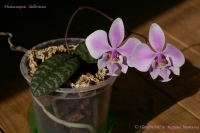 Phalaenopsis_shilleriana_09_08-6.jpg