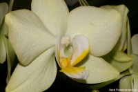 Phalaenopsis_sp_2-4.jpg
