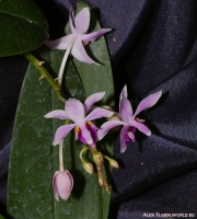 Phalaenopsis_sp_2-8.jpg
