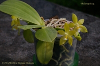 Phalaenopsis_sp_9_11-2.jpg