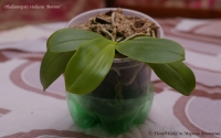 Phalaenopsis_violacea_Borneo_08_10-1.jpg
