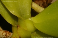 Phalaenopsis_violacea_Borneo_09_09-2.jpg