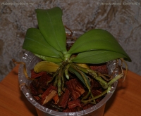 Phalaenopsis_violacea_Borneo_1-5.jpg