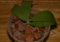 Phalaenopsis_violacea_Borneo_2-1.jpg