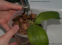 Phalaenopsis_violacea_Borneo_watering.jpg