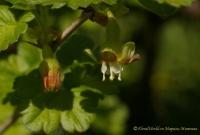 Ribes_grossularia_04_2008-1.jpg