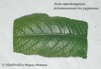 Streptocarpus_Rooting_1-7.jpg