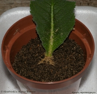 Streptocarpus_sp_cherenok_1-2.jpg