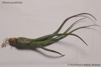 Tillandsia_pseudobaileyi_9_11-2.jpg