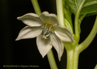 capsicum-flower.jpg