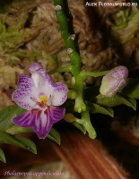phalaenopsis_appendiculata_2-1.jpg