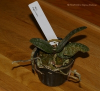 phalaenopsis_schilleriana-2.jpg