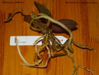 phalaenopsis_schilleriana-3-2.jpg