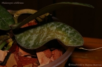 phalaenopsis_schilleriana-4-2.jpg