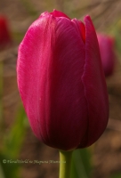 tulipa_1-2008-1.jpg