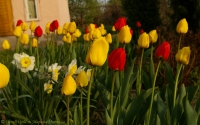 tulipa_2008-1-1.jpg