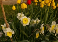 tulipa_2008-1-3.jpg