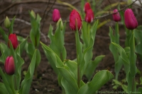 tulipa_2008-3-1.jpg