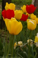 tulipa_2008-5-2.jpg