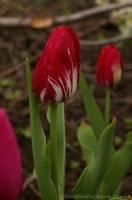 tulipa_2008-6-2~0.jpg