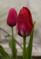 tulipa_2008-6-3.jpg