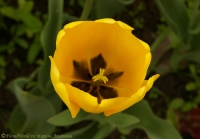 tulipa_2008-7-2.jpg