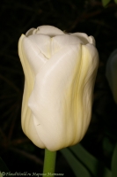 tulipa_alba_2008-2.jpg