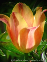 tulipa_red_pink.jpg