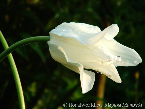 Пергаментый тюльпан Tulipa
Совершенно белый тюльпан после дождя.
Ключевые слова: тюльпаны Tulipa весна цветение белый