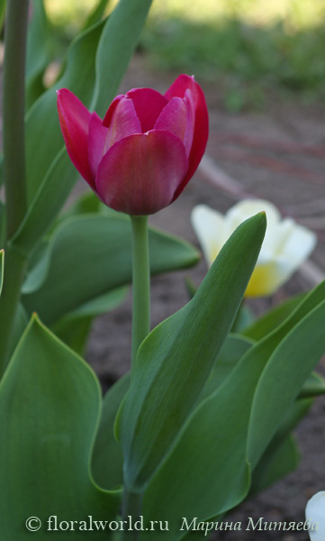 Вишнево-красный тюльпан (Tulipa)
Ключевые слова: тюльпан Tulipa весна цветение