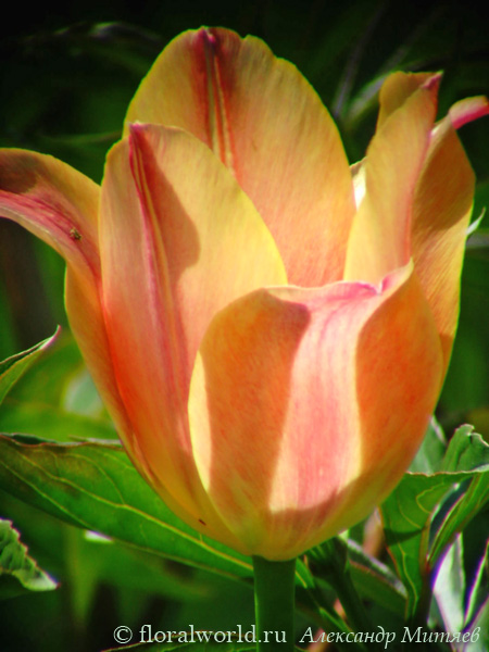 Тюльпан (Tulipa)
Через несколько лет вдруг зацвел этот тюльпан. Видимо при выкопке луковиц его луковицы пропустили, а через время он зацвел.
Ключевые слова: тюльпан Tulipa весна цветение