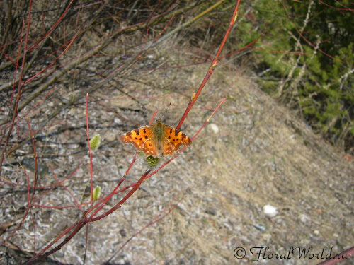 Первая бабочка
Автор фото Самарина Оксана, ник Оксана
Ключевые слова: весна почки цветет распускается фото