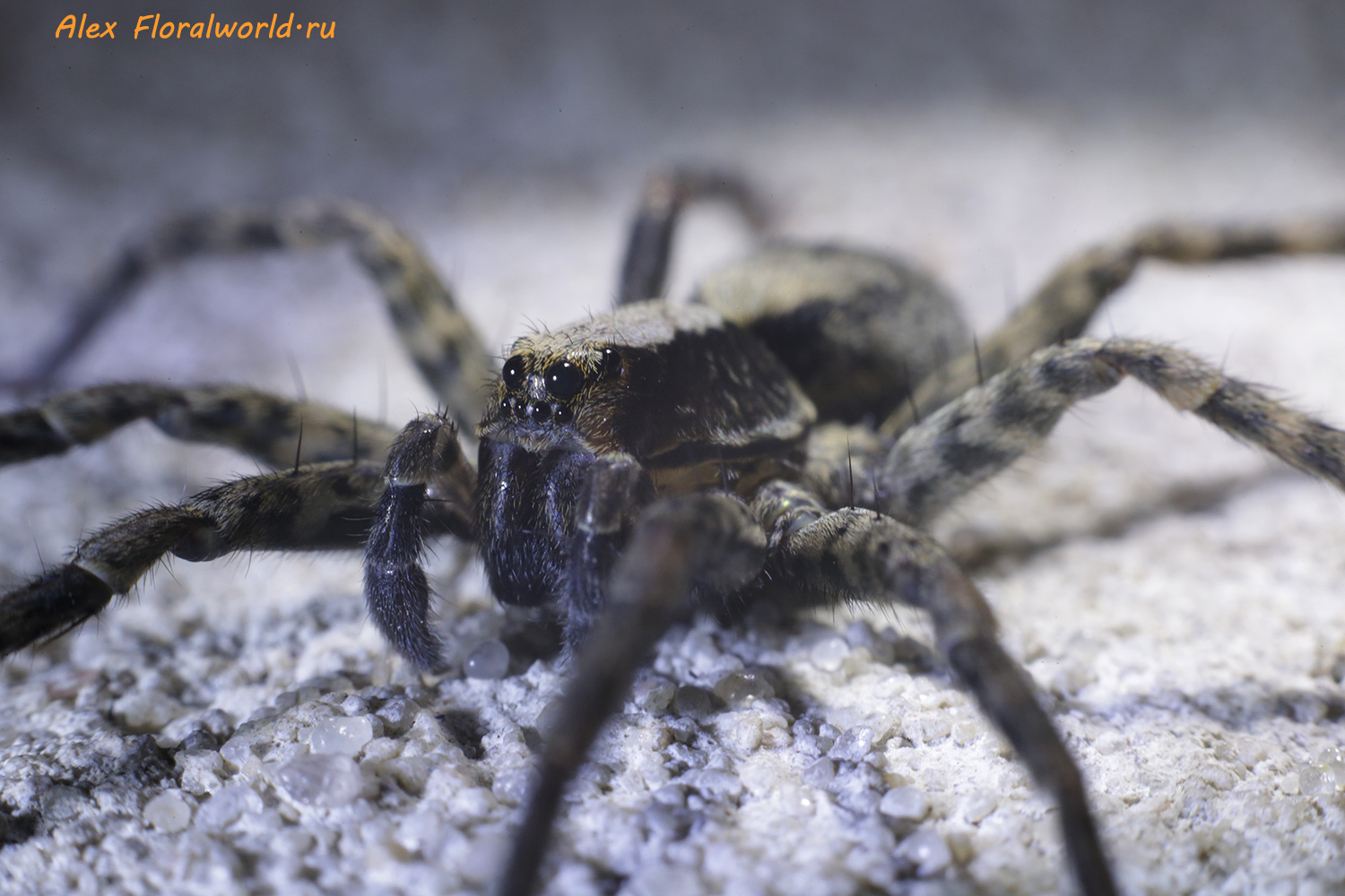 Песни про пауков слушать. Клещ или паук. Lycosidae's Brood. Пауки текст. Limbs of Lycosidae.