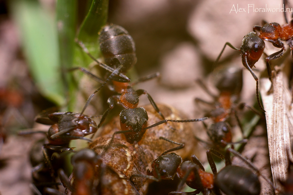 Гусеница муравей. Муравьи атакуют. Муравьи на охоте.