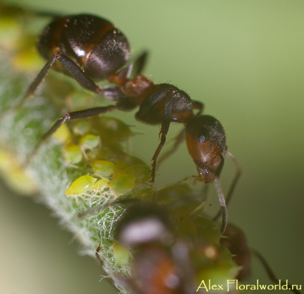 Муравьи охраняют тлю
Ключевые слова: муравьи тля фото