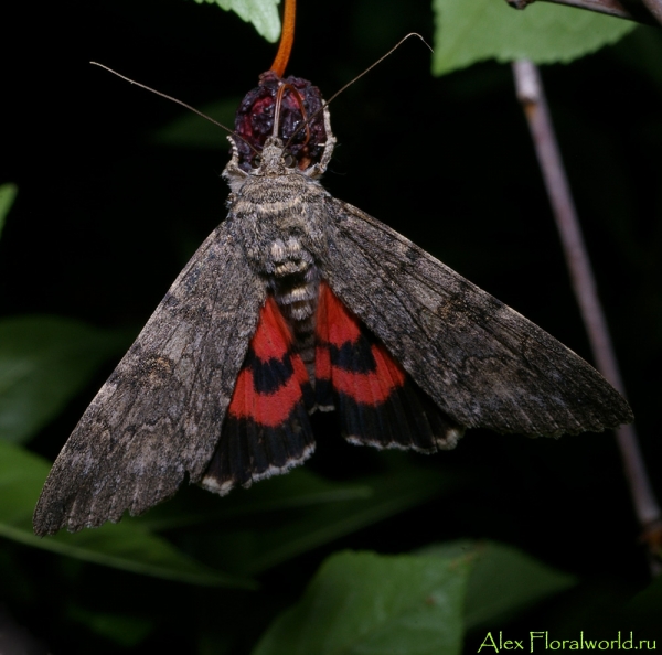 Бабочка Ленточница красная (Catocala nupta)
Ключевые слова: Бабочка Ленточница красная Catocala nupta