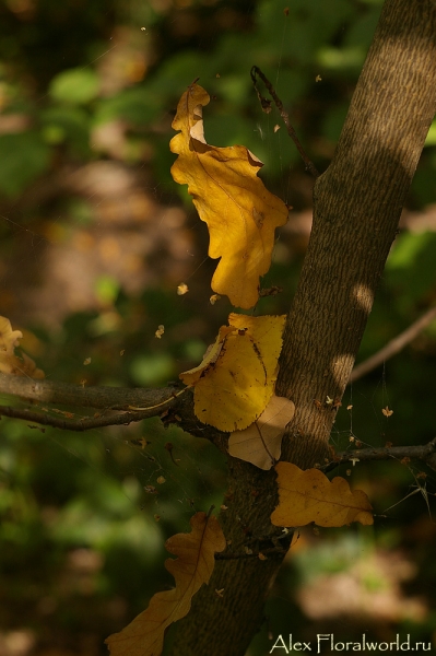 Листья в паутине
Ключевые слова: осень листья фото