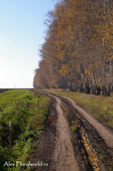 Лесополоса
Ключевые слова: лесополоса фото